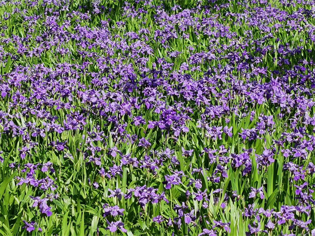 云南旅游,云南旅行社,云南團(tuán)建公司,云南策劃公司,云南會議公司,怒江旅游,怒江旅行社,怒江團(tuán)建公司,怒江策劃公司,怒江會議公司：高黎貢山 穿越三萬六千朵紫色鳶尾